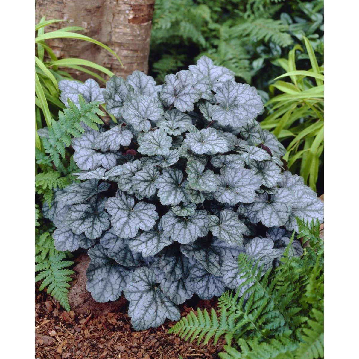 Heuchera "Glitter"  0.10 - 0.20 m