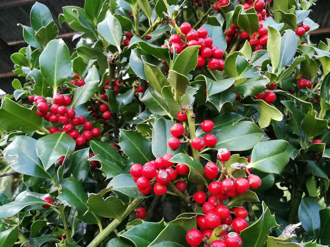 Ilex Nellie Stevens minge 0.80 - 1.00 m / Ilex mutchagara „Nellie R. Stevens”/ gradina-noastra