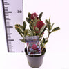 Liliac japonez "Perosa" / Skimmia japonica "Perosa"/ - Gradina Noastra