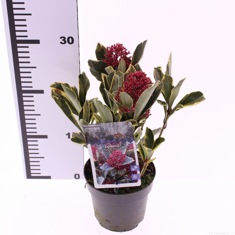 Liliac japonez "Perosa" / Skimmia japonica "Perosa"/ - Gradina Noastra
