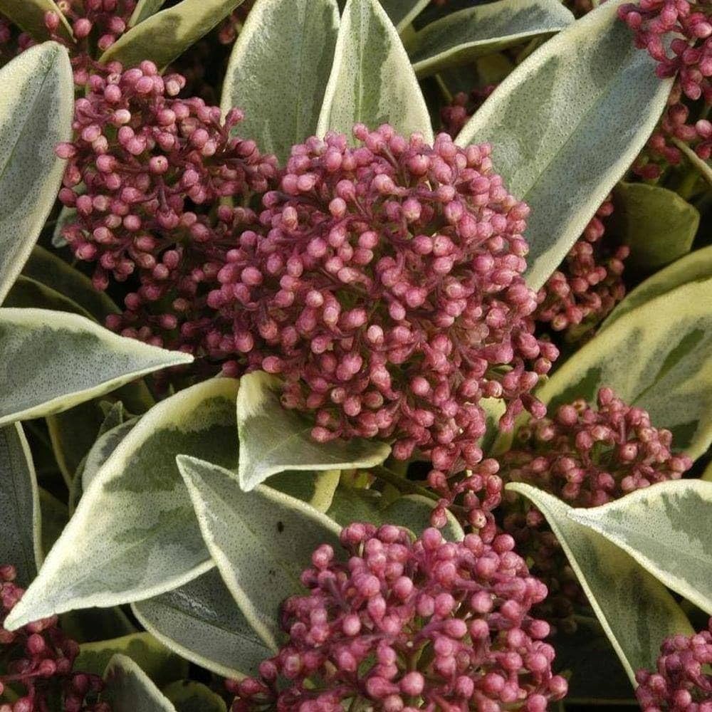 Liliac japonez "Perosa" 0.20 - 0.30 m / Skimmia japonica 'Perosa'®/ by gradina-noastra