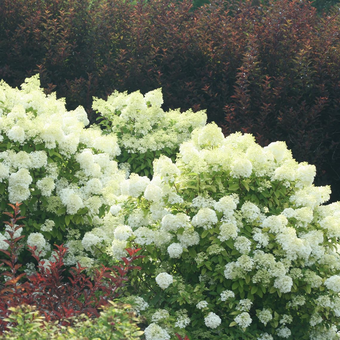 Hortensia paniculata "Bobo" aduce culoare și eleganță în grădini cu inflorescențe mari și atractive.