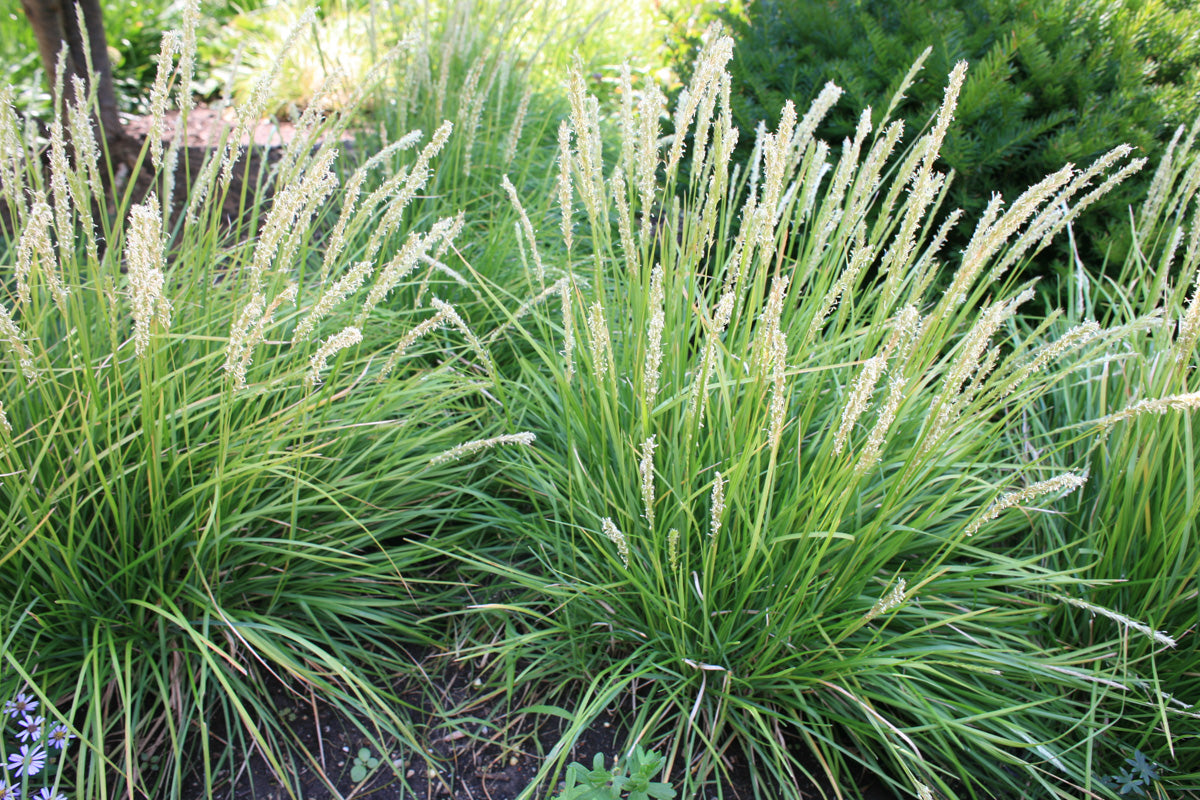 Sesleria autumnalis