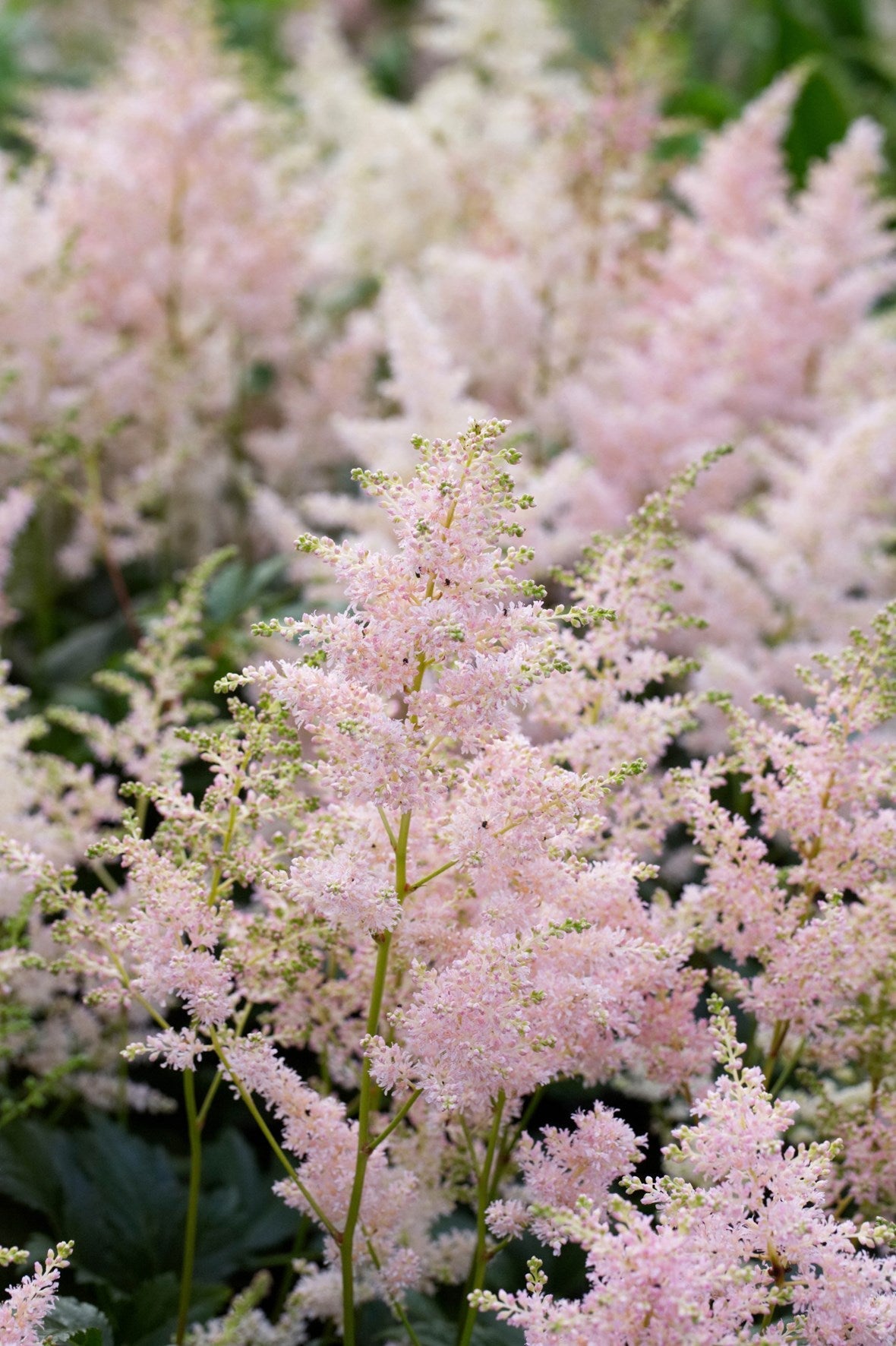 Astilbe "Europa"