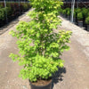 Artar japonez "Summergold" 1.25-1.50 m /Acer palm"Summergold"/ gradina-noastra