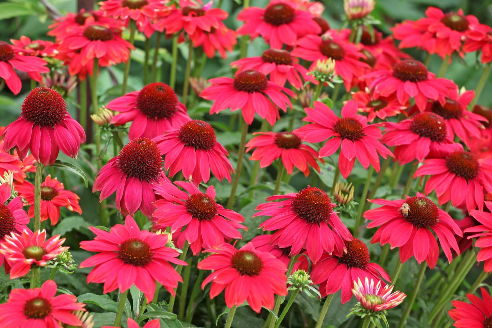 Echinacea purpurea 'Lakota Red'  0.20 - 0.40 m
