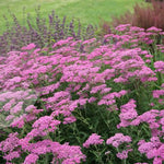 Achillea millefolium "Lilac Beauty" 0.10 - 0.20 m