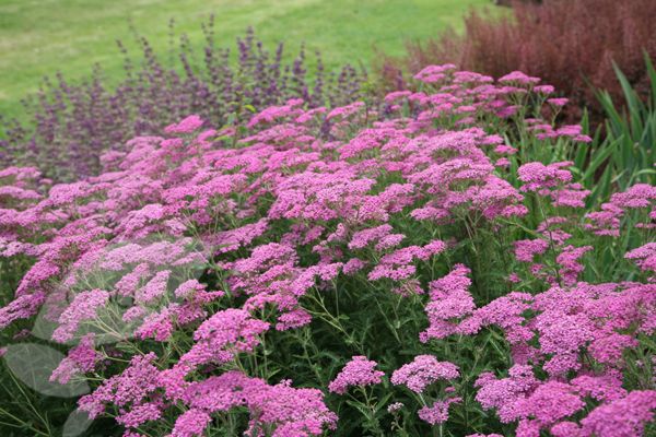 Achillea millefolium "Lilac Beauty" 0.10 - 0.20 m