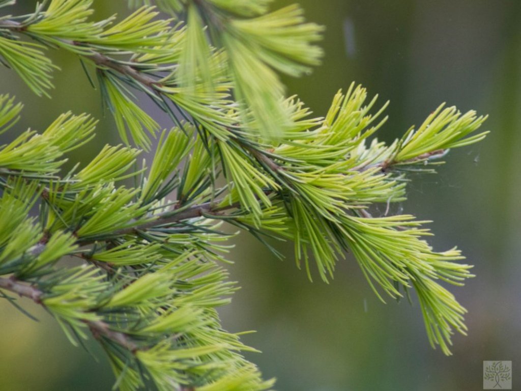 Cedru de Himalaya  "Kelly Gold" 2.50 - 3.00 m / Cedrus deodara "Kelly Gold" /