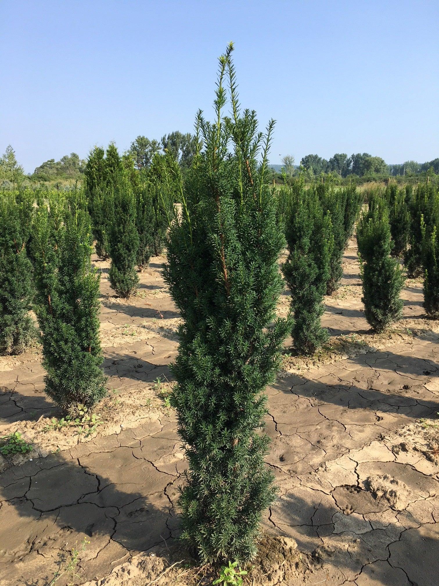 Tisa columnara  "Hicksii" 1.50 - 1.70 m / Taxus x media "Hicksii" / gradina-noastra