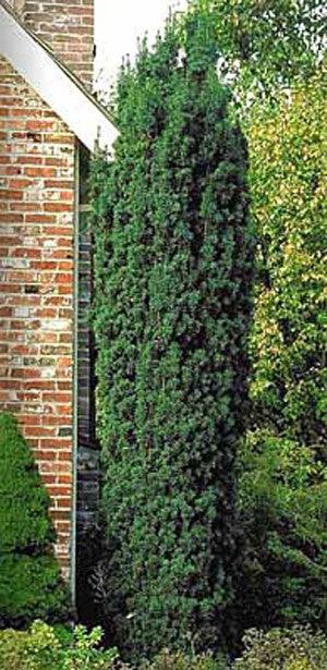 Tisa columnara  "Hicksii" 1.50 - 1.70 m / Taxus x media "Hicksii" / gradina-noastra