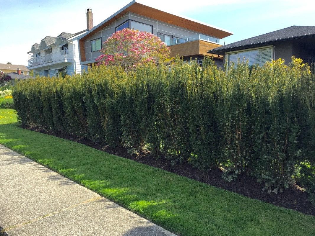 Tisa columnara  "Hicksii" 1.50 - 1.70 m / Taxus x media "Hicksii" / gradina-noastra