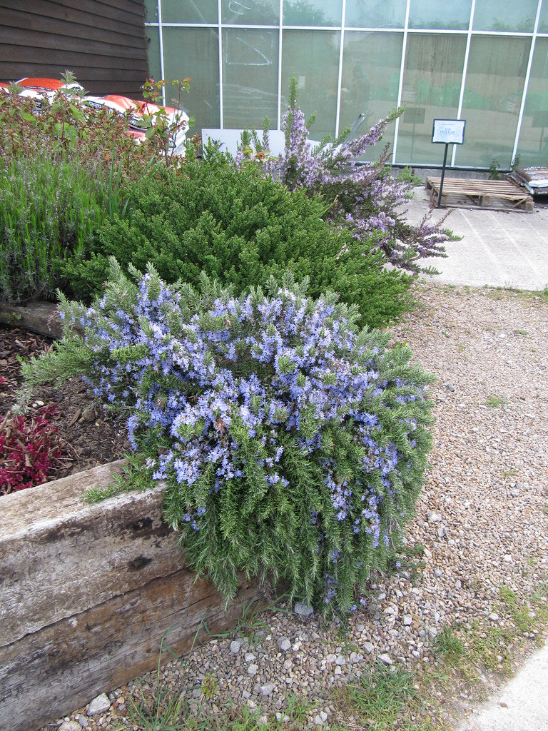 Rozmarin "Prostratus" 0.50 - 0.70 m / Rosmarinus officinalis "Prostratus"/