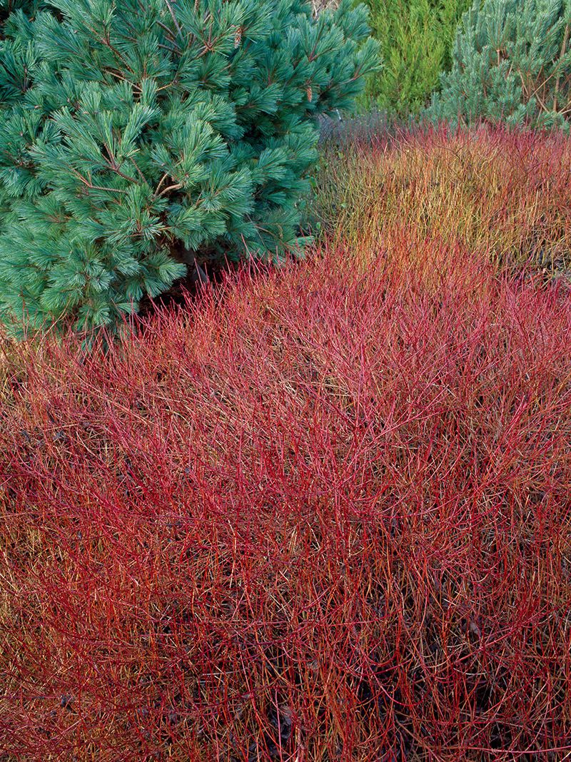 Sanger "Kelseyi" 0.20 - 0.45 m / Cornus sericea "Kelseyi"/
