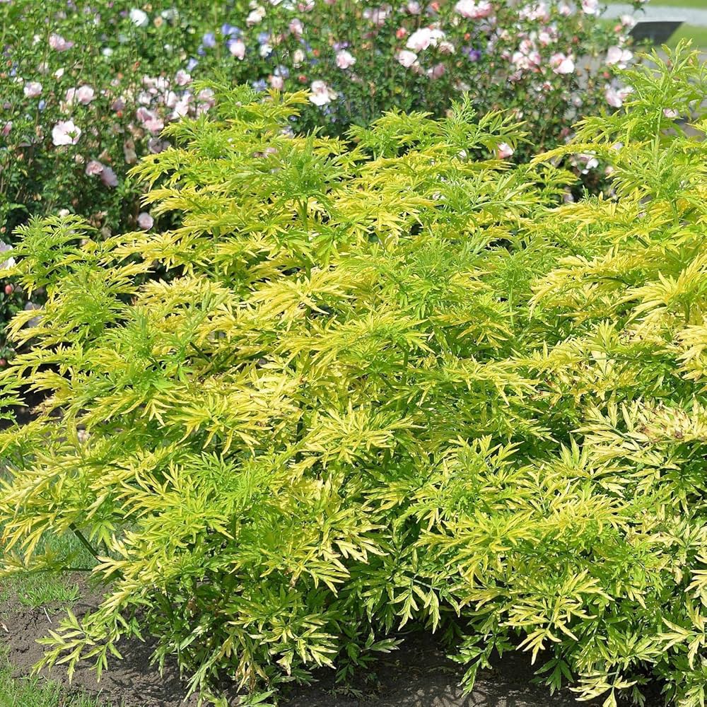 Soc Negru "Golde Tower" /Sambucus Nigra "Golde Tower" /Sambucus Nigra Arbust by gradina-noastra
