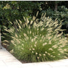 Pennisetum alopecuroides "Hameln"