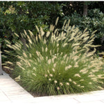 Pennisetum alopecuroides "Hameln"