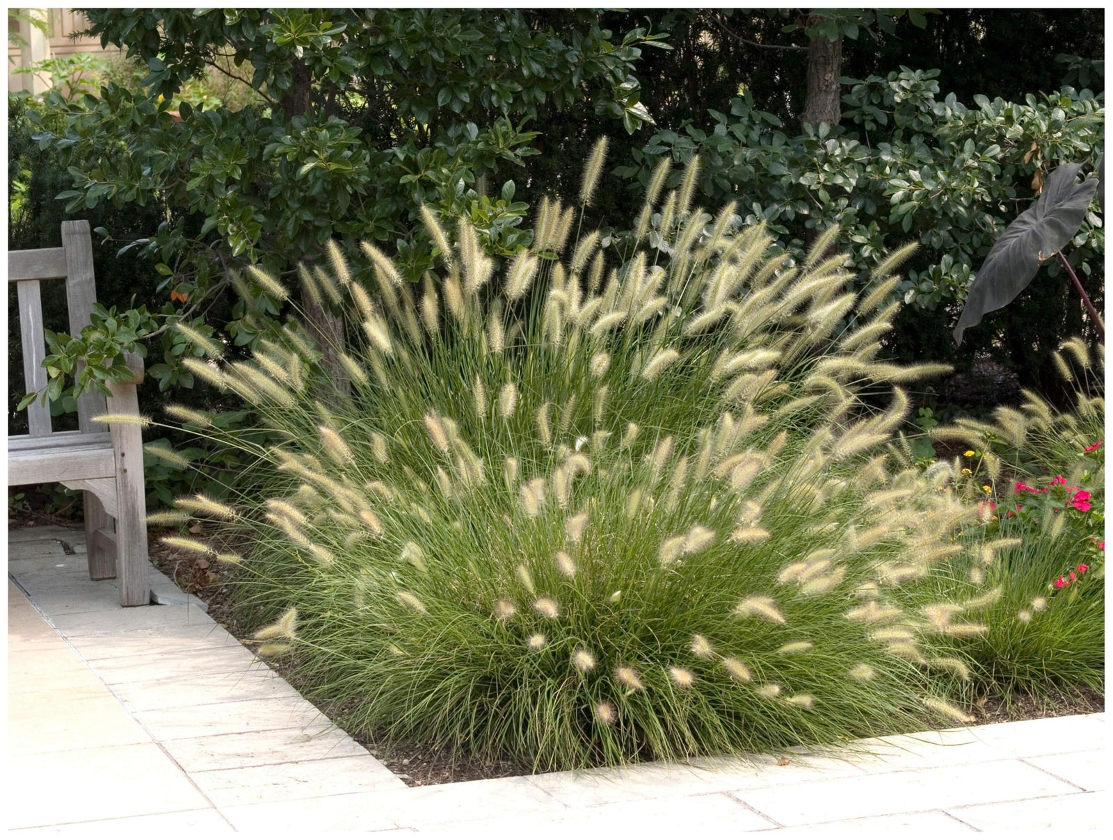 Pennisetum alopecuroides "Hameln"