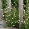Gaura lindheimeri "Whirling Butterflies"