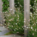 Gaura lindheimeri "Whirling Butterflies"