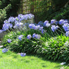 Agapanthus mix 0.10 - 0.20 m, flori albastre strălucitoare, ideale pentru grădinile tale, disponibile acum!
