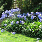 Agapanthus mix 0.10 - 0.20 m, flori albastre strălucitoare, ideale pentru grădinile tale, disponibile acum!