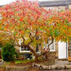 Otetar rosu "Dissecta" 1.00 - 1.50 m / Rhus typhina "Dissecta" / gradina-noastra