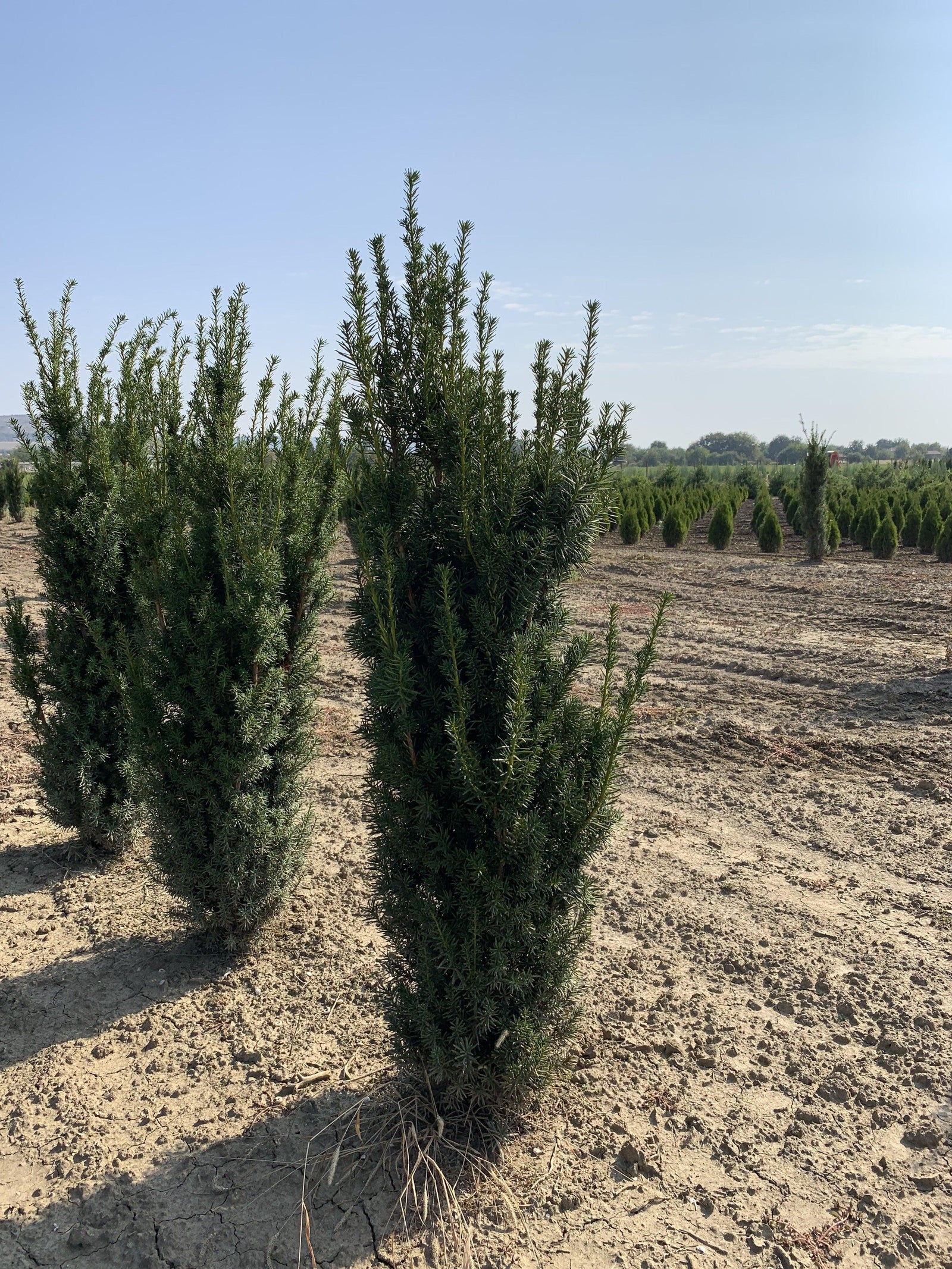 Tisa columnara  "Hicksii" 1.50 - 1.70 m / Taxus x media "Hicksii" / gradina-noastra
