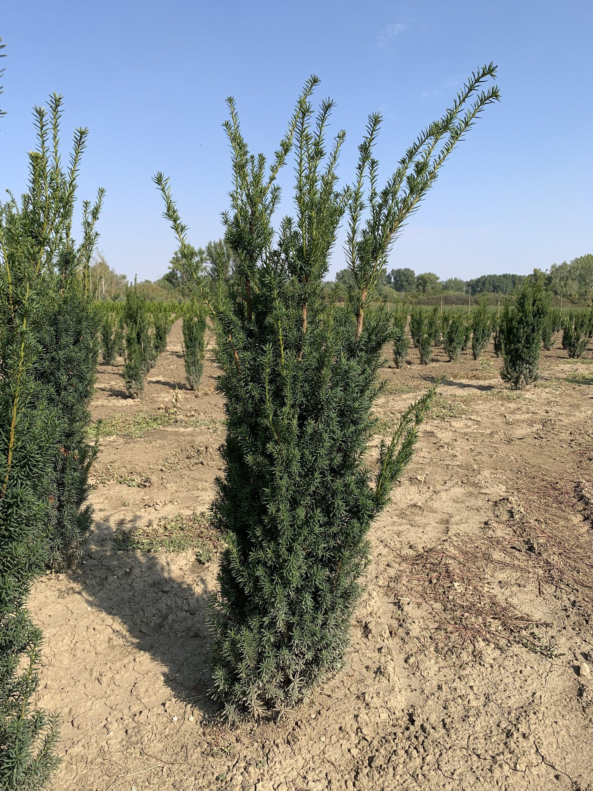 Tisa columnara  "Hicksii" 1.50 - 1.70 m / Taxus x media "Hicksii" / gradina-noastra