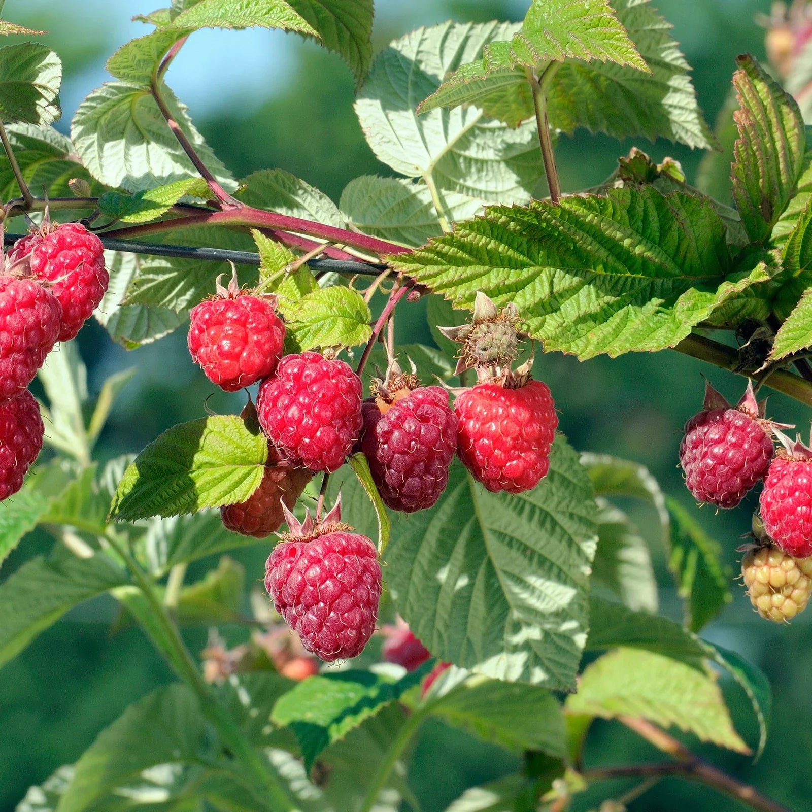 Zmeur "Heritage"  0.40 -0.50 m / Rubus idaeus "Heritage" /