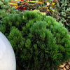 Pin pitic "Varella" 0.20 - 0.25 m / Pinus mugo "Varella"/