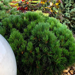 Pin pitic "Varella" 0.20 - 0.25 m / Pinus mugo "Varella"/