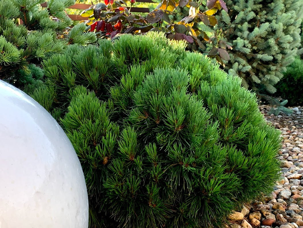 Pin pitic "Varella" 0.20 - 0.25 m / Pinus mugo "Varella"/