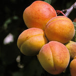 Cais "Peche de Nancy" 1.80 - 2.30 m / Prunus armeniaca "Peche de Nancy" /