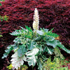 Acanthus mollis "Whitewater" cu frunziș elegant alb-crem, ideal pentru grădini decorative.