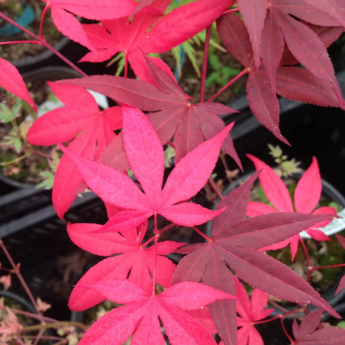 Artar japonez "Sode Nishiki" 1.20 - 1.50 m / Acer palmatum "Sode Nishiki"/