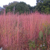 Andropogon gerardii "Red October" 0.20 - 0.30 m