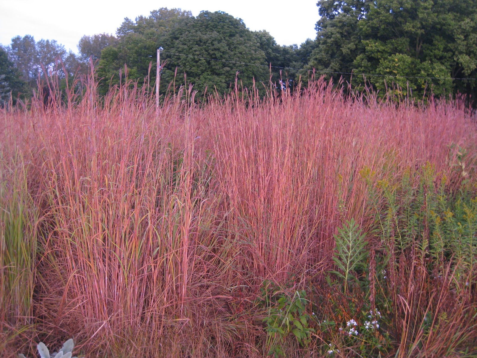 Andropogon gerardii "Red October" 0.20 - 0.30 m