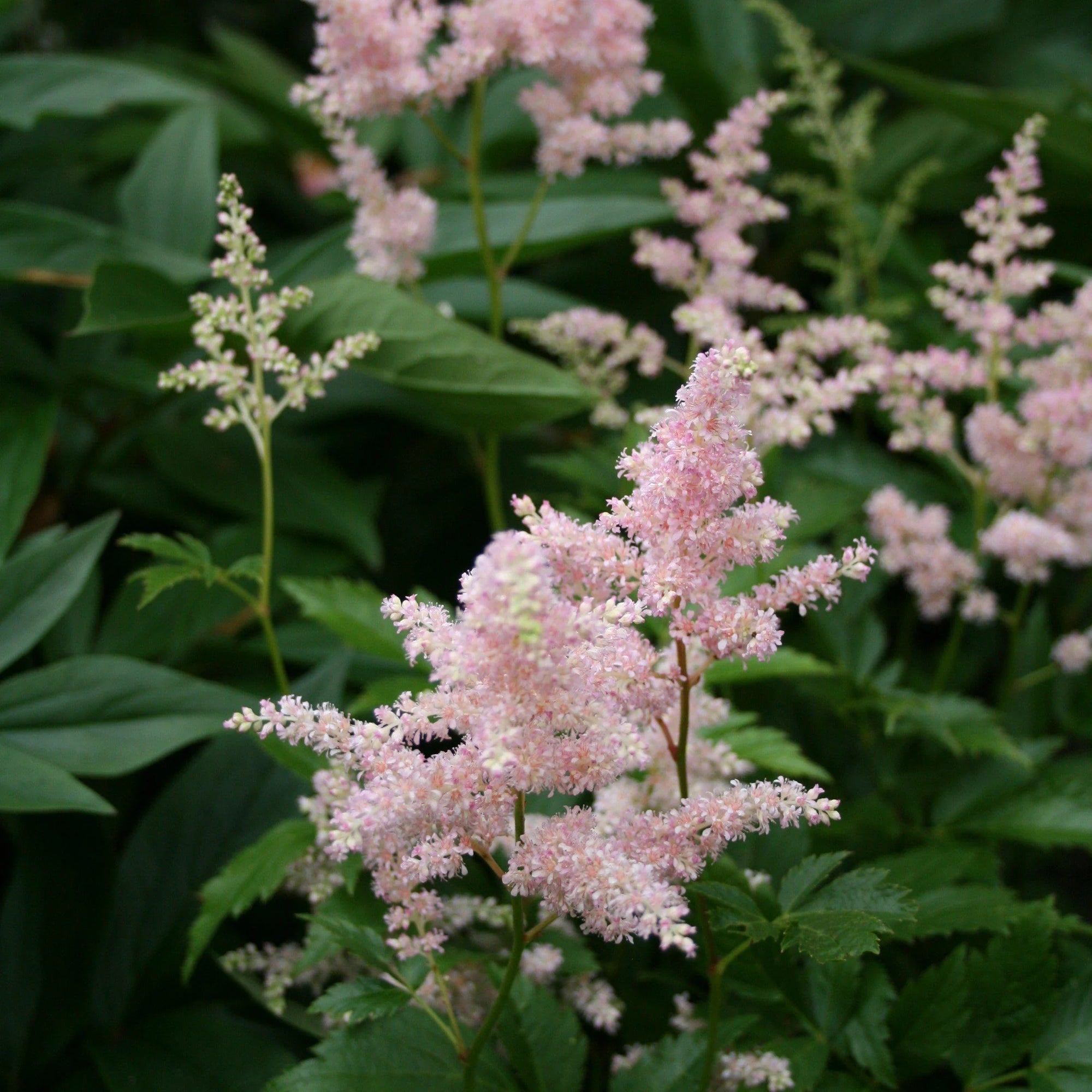 Astilbe "Europa"