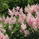 Astilbe "Europa"