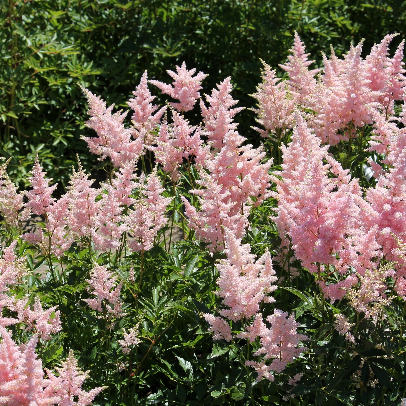 Astilbe "Europa"