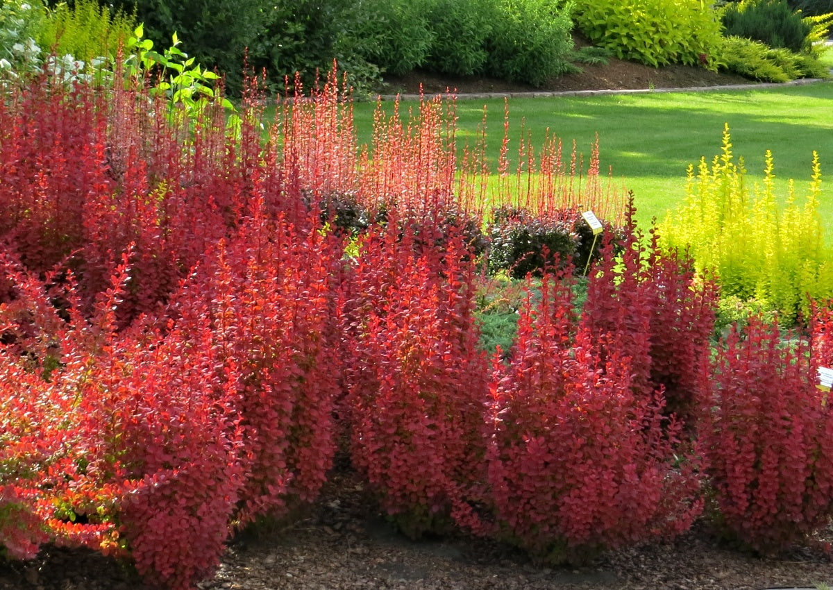 Dracila "Orange Ice" / Berberis thunbergii "Orange Ice"/ - Gradina Noastra