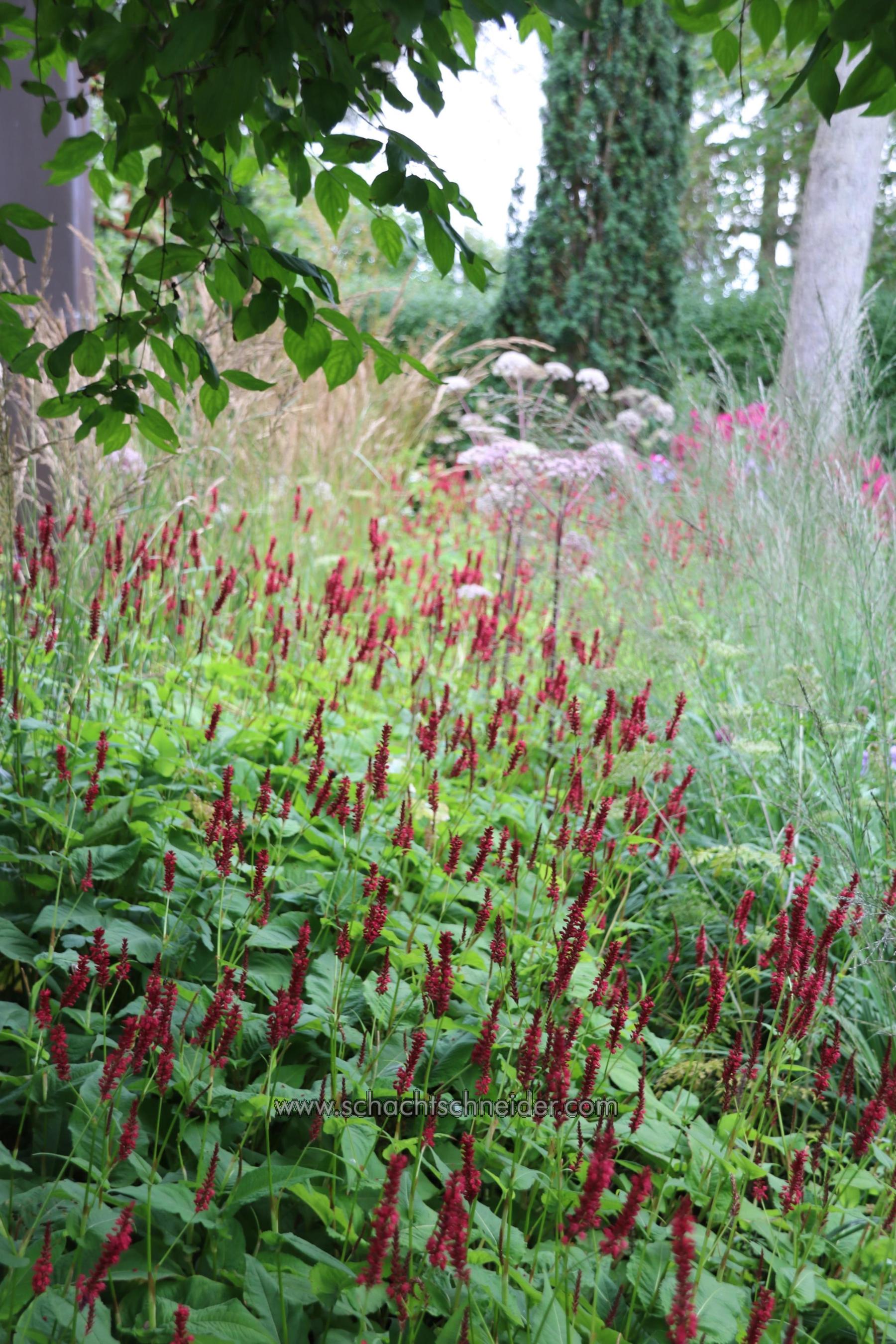 Persicaria amplexicaulis 'Blackfield' 0.10 - 0.20 m