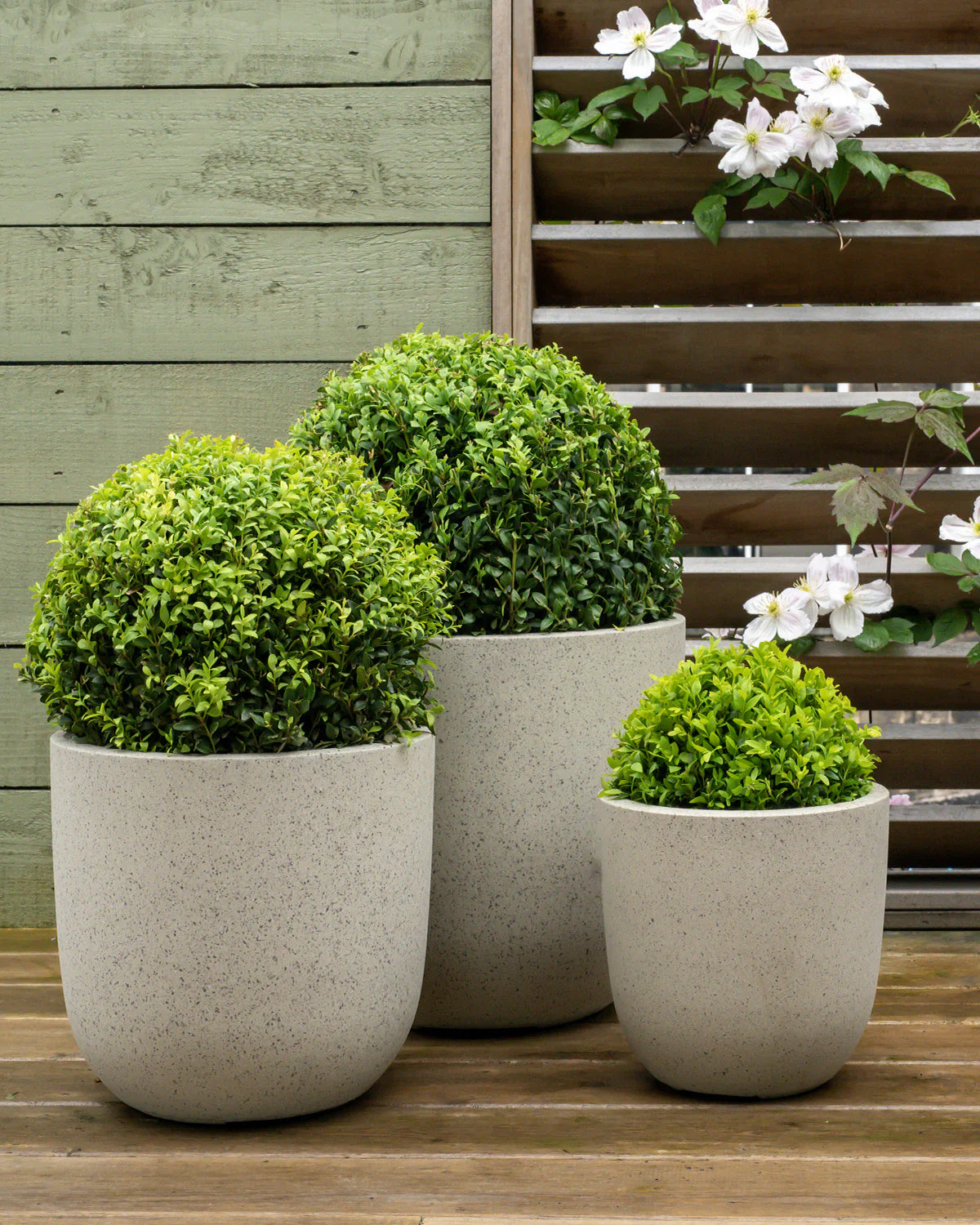 Buxus sempervirens minge / Buxus sempervirens / - Gradina Noastra