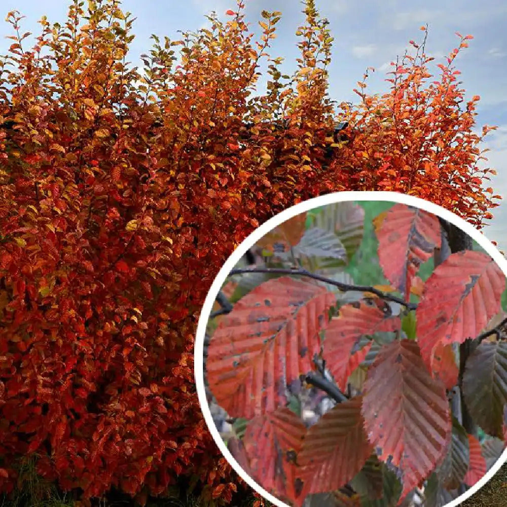 Carpen "Ornage Retz" arbore / Carpinus betulus "Ornage Retz"/ by gradina-noastra
