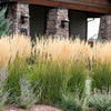 Calamagrostis acutiflora "Karl Foerster" 0.20 - 0.30 m