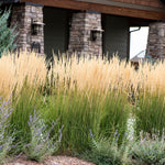 Calamagrostis acutiflora "Karl Foerster" 0.20 - 0.30 m