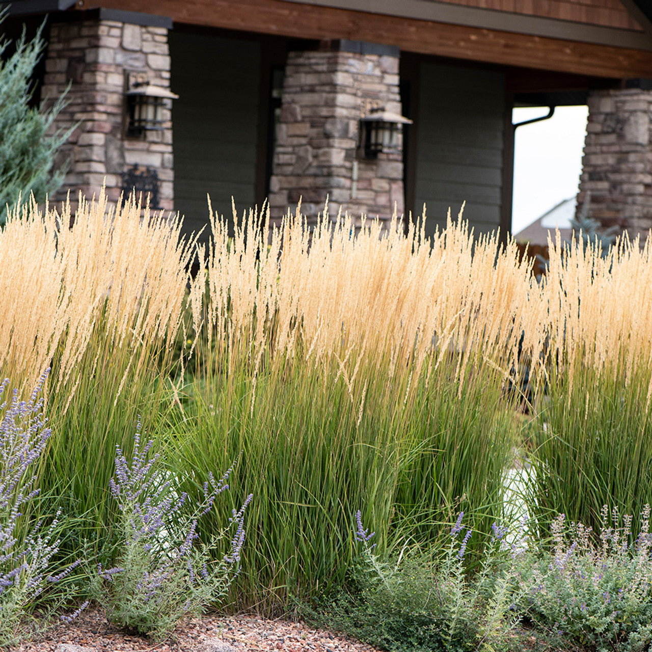 Calamagrostis acutiflora "Karl Foerster" 0.20 - 0.30 m