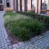 Carex morrowii "Irish green" 0.20 - 0.30 m