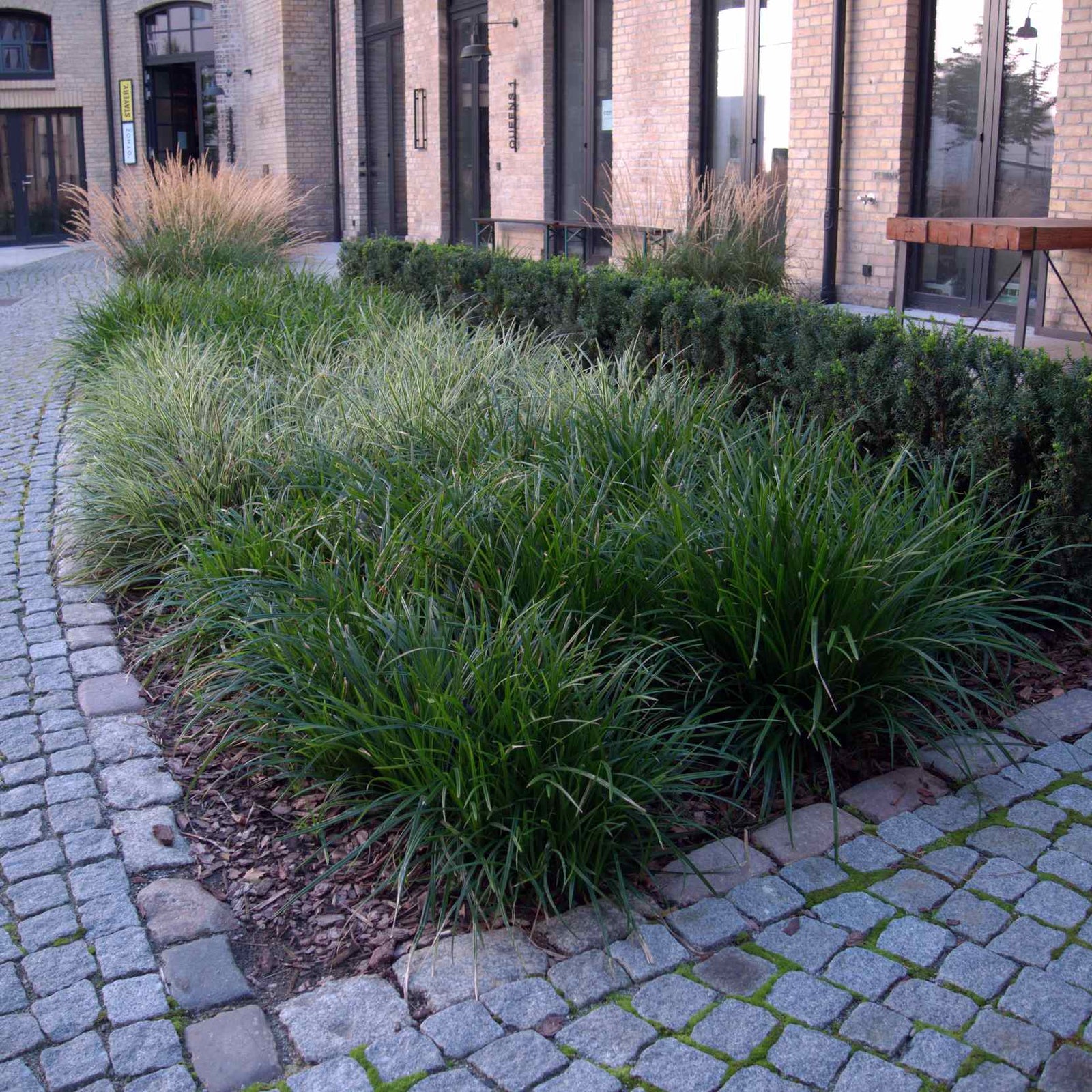 Carex morrowii "Irish green" 0.20 - 0.30 m